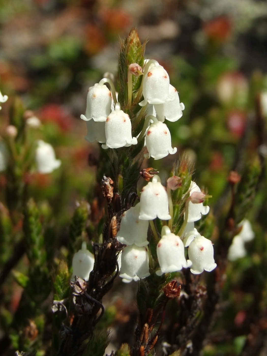 Изображение особи Cassiope ericoides.