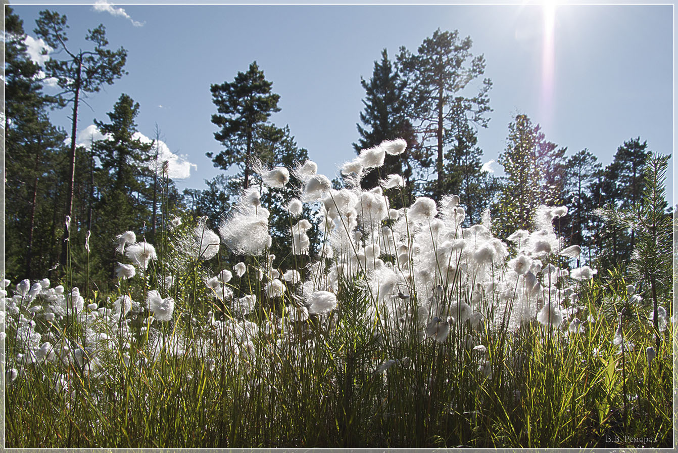 Изображение особи Eriophorum scheuchzeri.