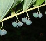 Polygonatum multiflorum