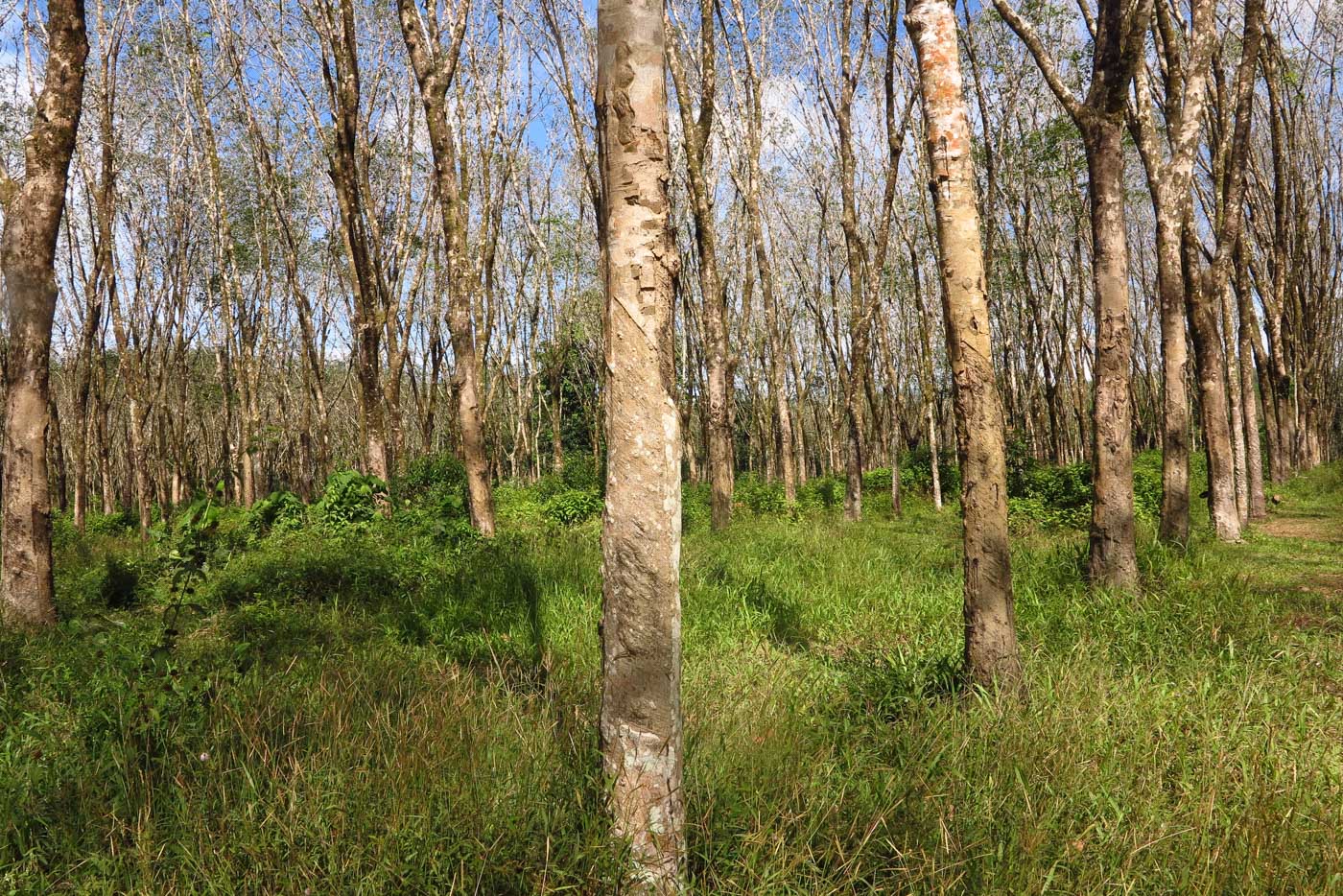 Изображение особи Hevea brasiliensis.
