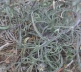 Erysimum graecum