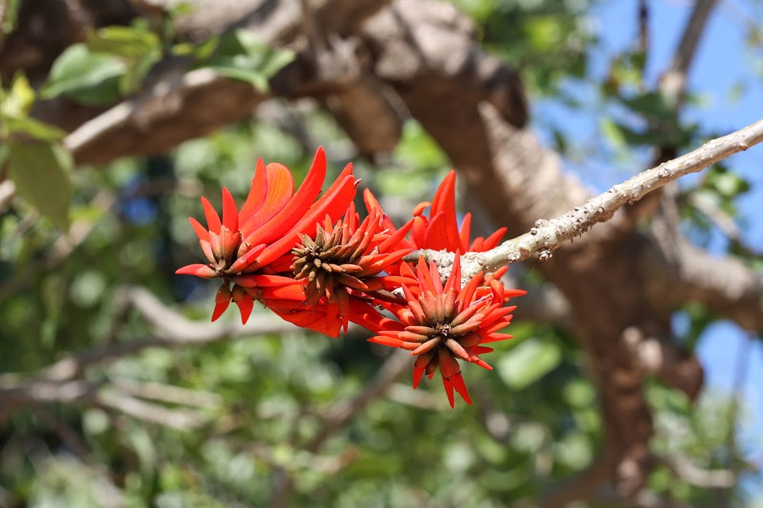Image of Erythrina corallodendron specimen.