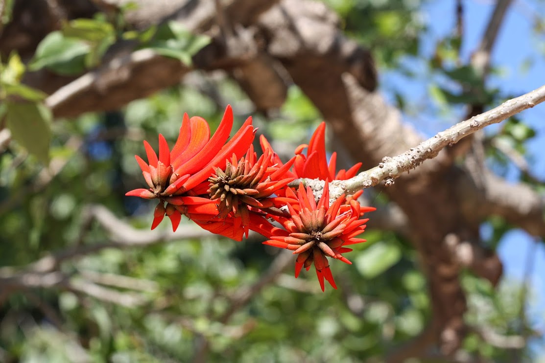Изображение особи Erythrina corallodendron.