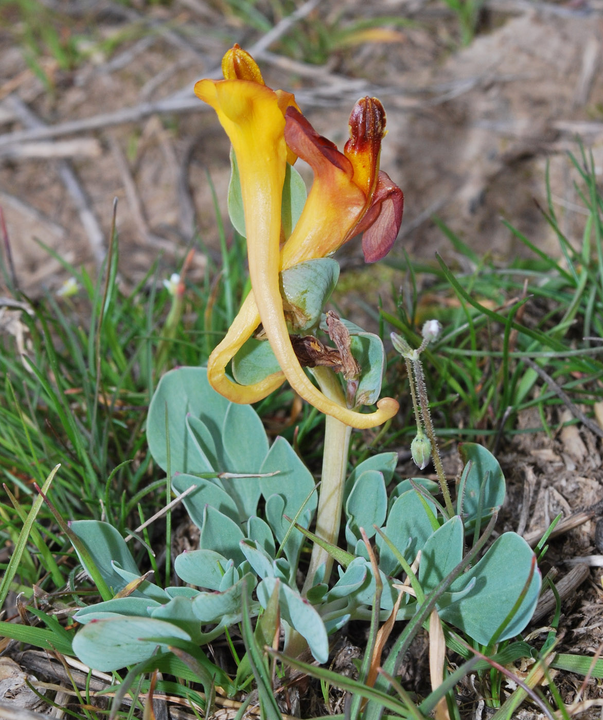 Изображение особи Corydalis sewerzowii.