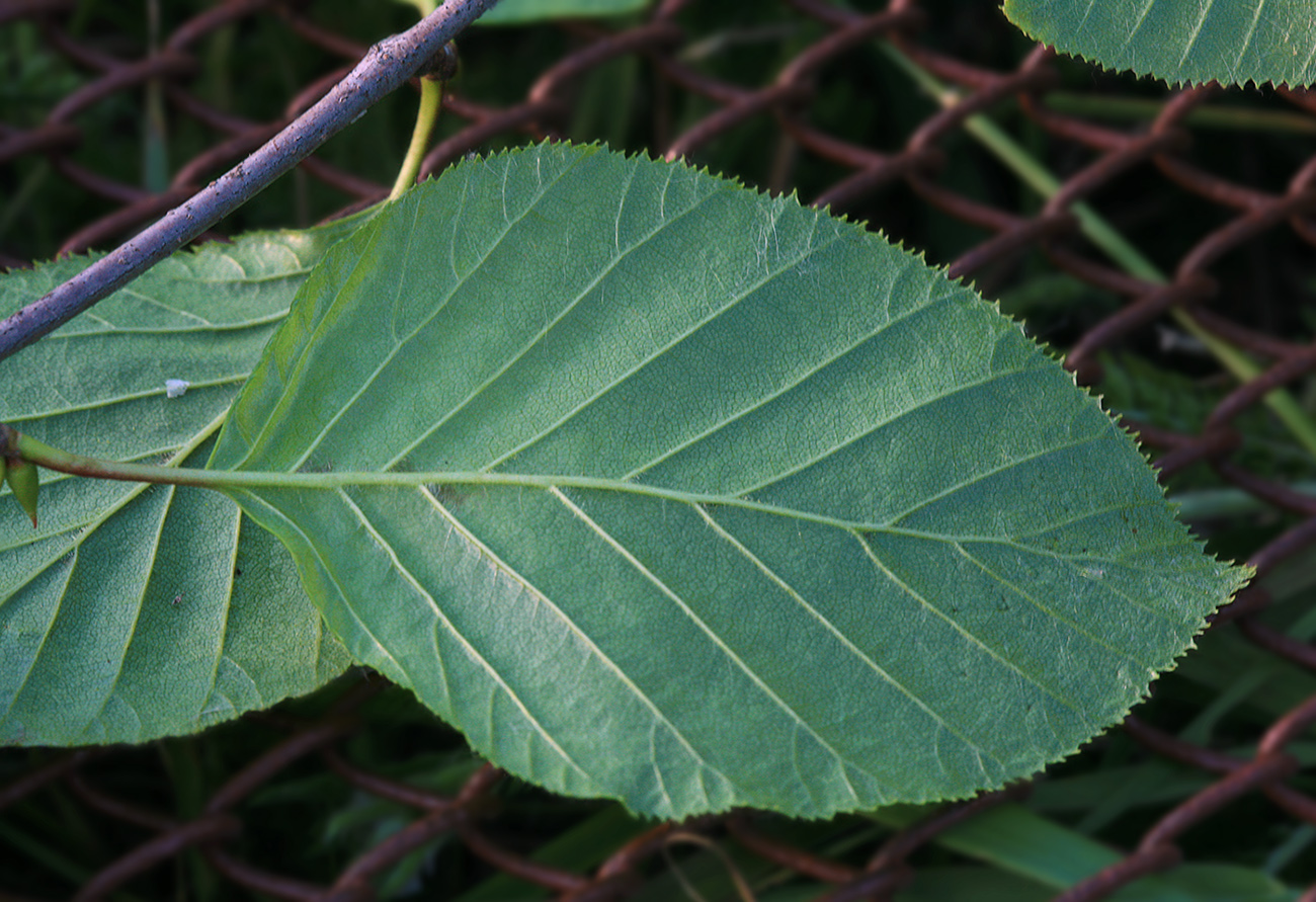 Изображение особи Duschekia fruticosa.