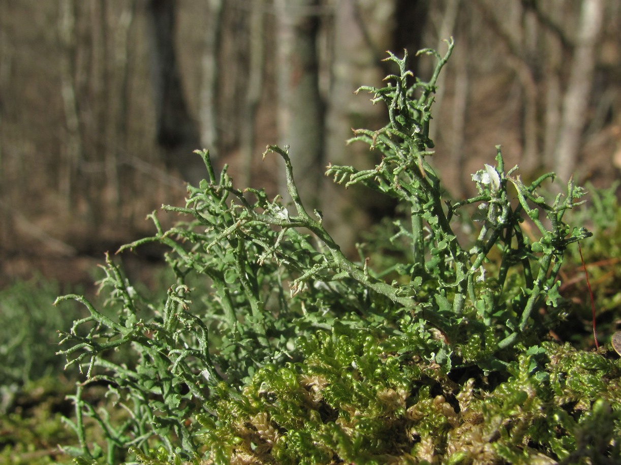 Изображение особи род Cladonia.