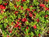 Vaccinium vitis-idaea