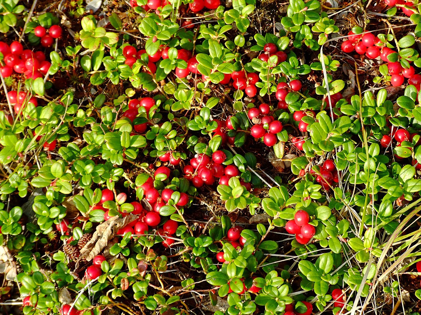 Изображение особи Vaccinium vitis-idaea.