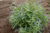 Anchusa azurea