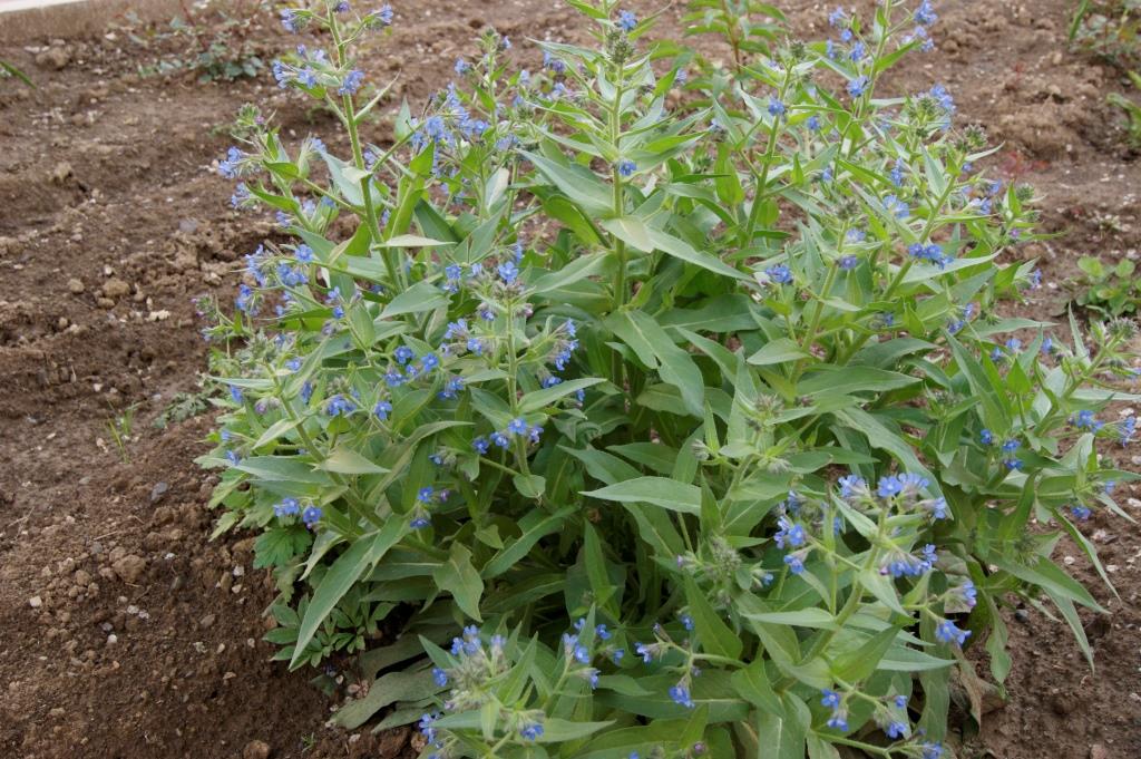 Image of Anchusa azurea specimen.