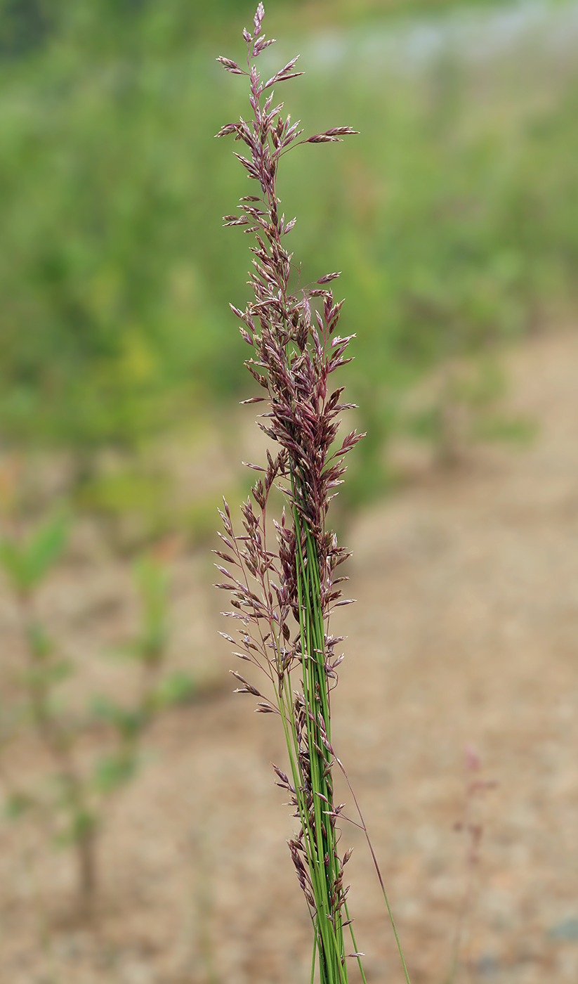 Image of genus Festuca specimen.