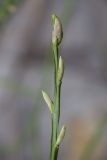 Image of taxon representative. Author is Владимир Брюхов