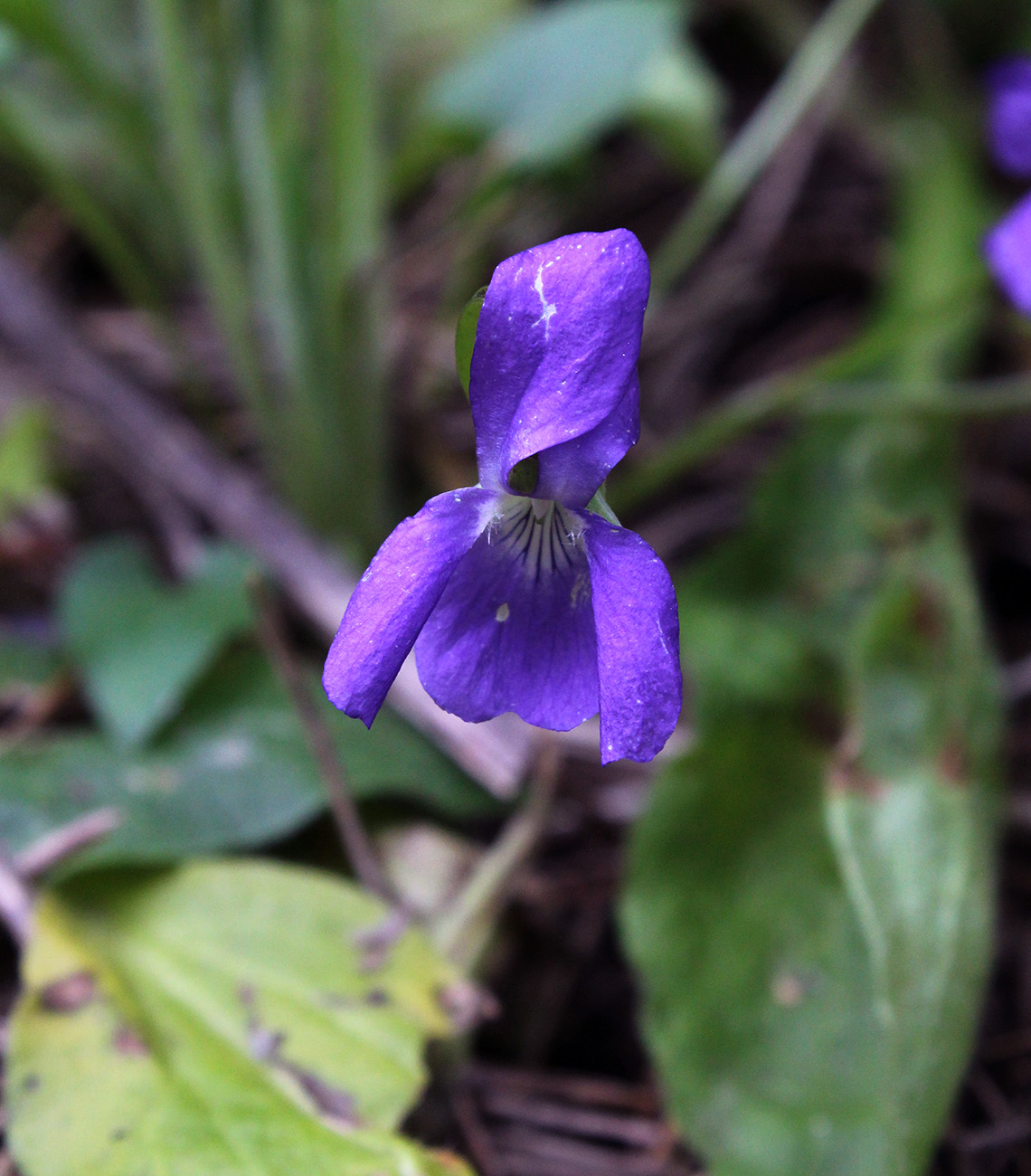 Image of Viola hirta specimen.