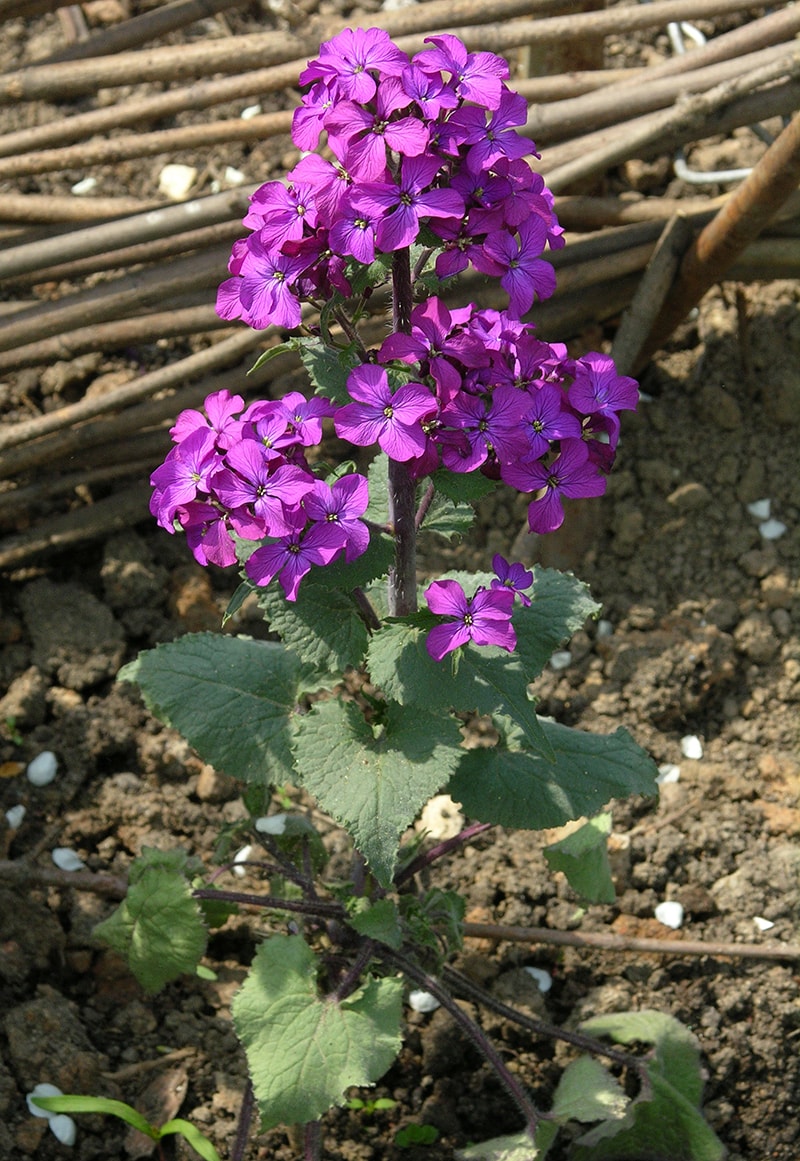 Изображение особи Lunaria annua.