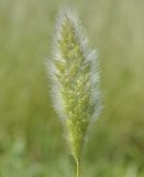 Polypogon monspeliensis