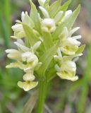 Image of taxon representative. Author is Вугар Салманов