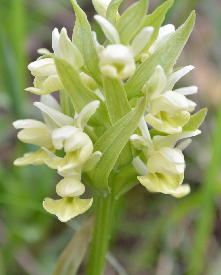 Изображение особи Dactylorhiza romana ssp. georgica.