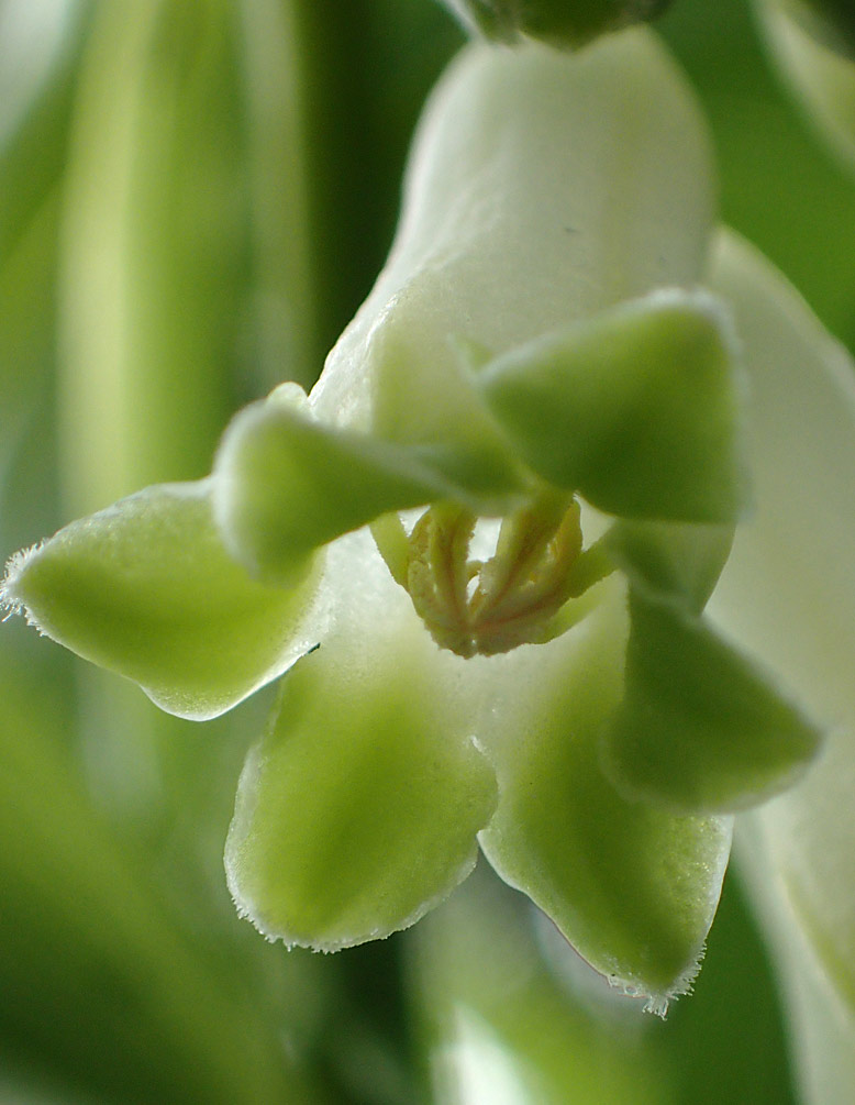Image of Polygonatum &times; hybridum specimen.