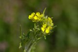 Sisymbrium loeselii