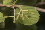 Alnus glutinosa