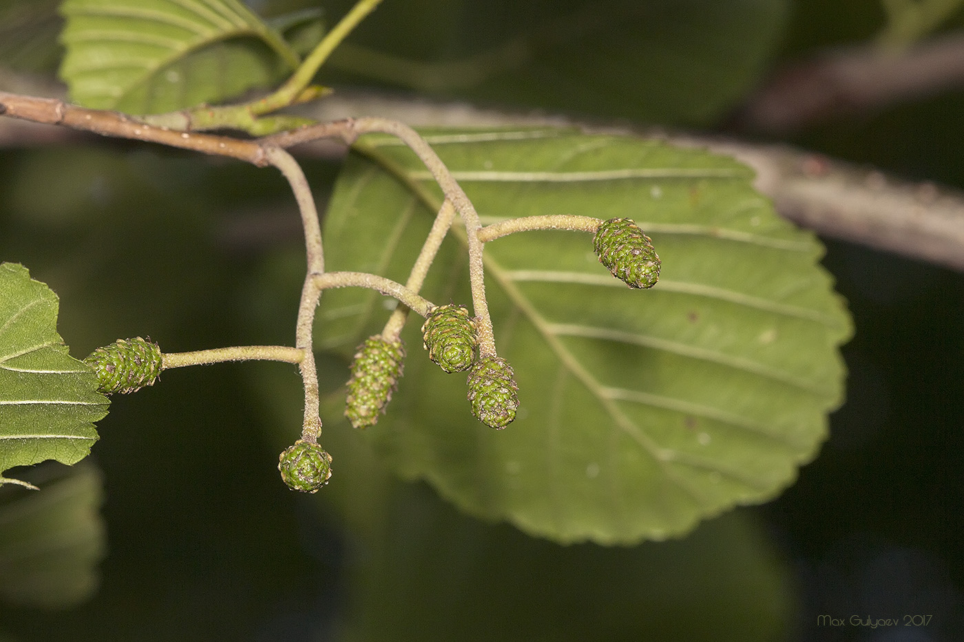 Изображение особи Alnus glutinosa.