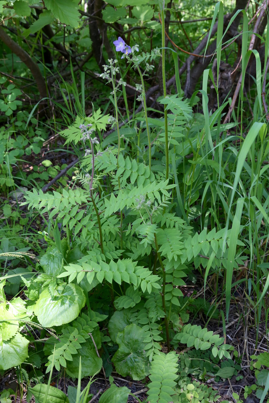 Изображение особи Polemonium laxiflorum.