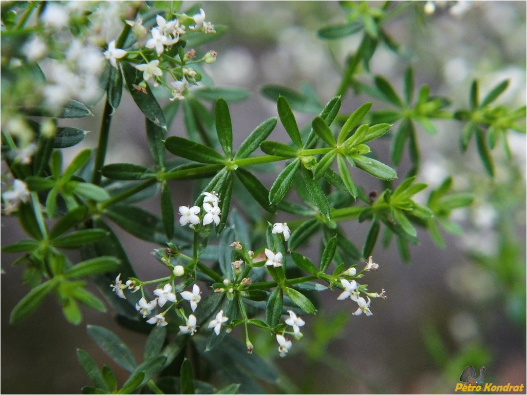 Image of genus Galium specimen.