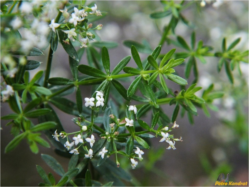 Изображение особи род Galium.