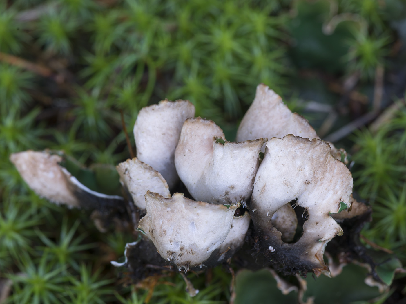 Image of Peltigera malacea specimen.