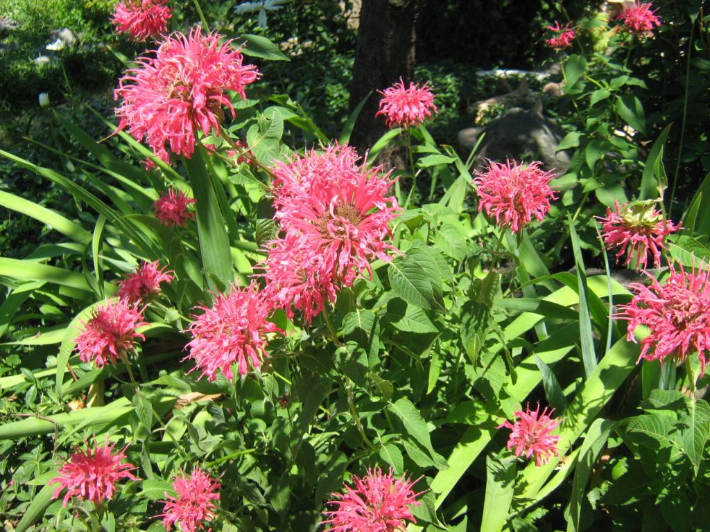 Изображение особи Monarda didyma.