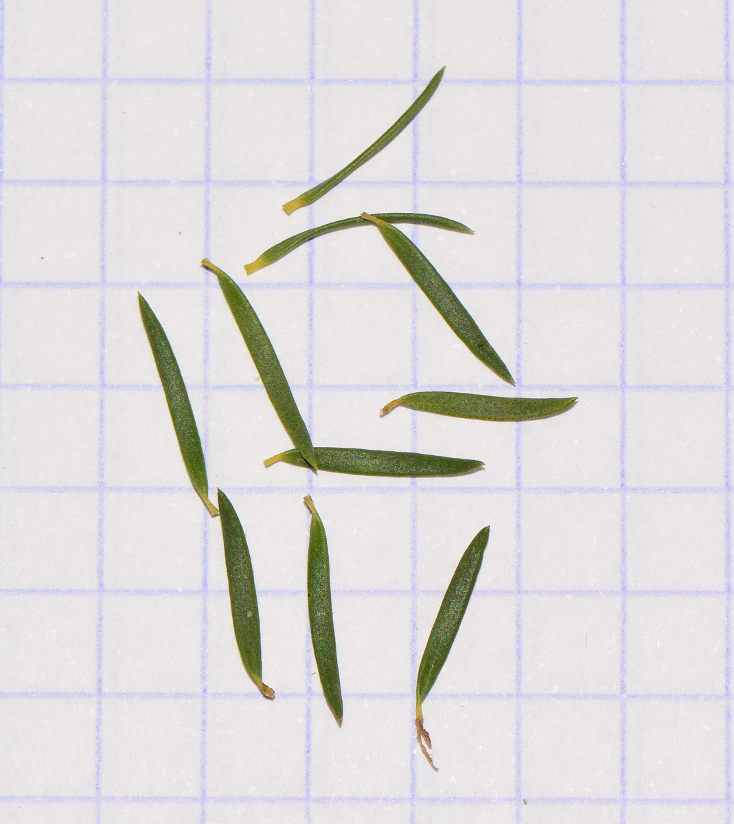 Image of Melaleuca halmaturorum specimen.