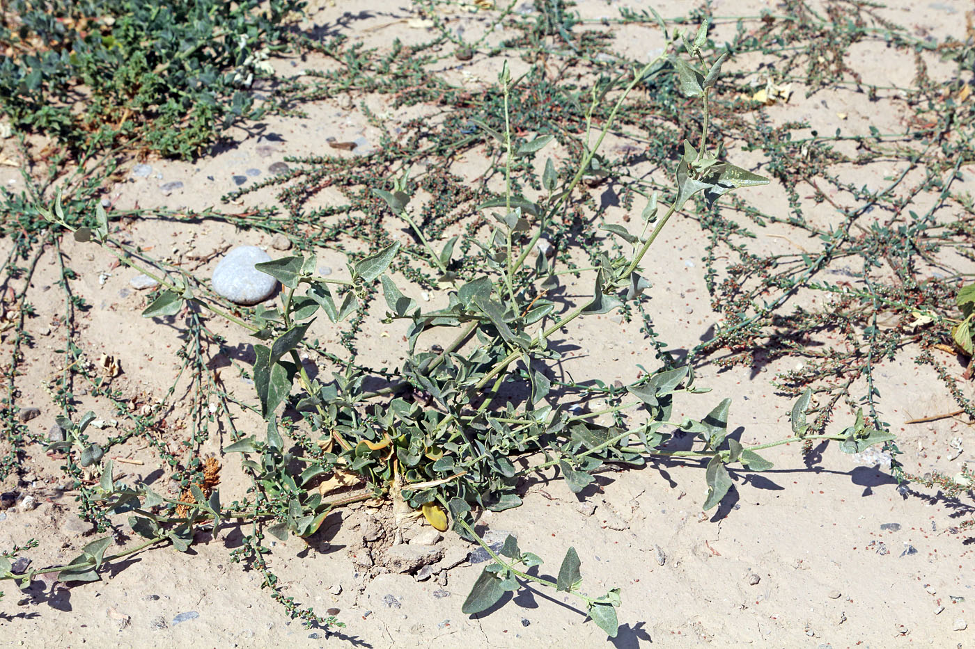 Image of Atriplex aucheri specimen.