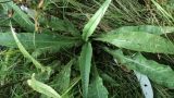 Cirsium heterophyllum