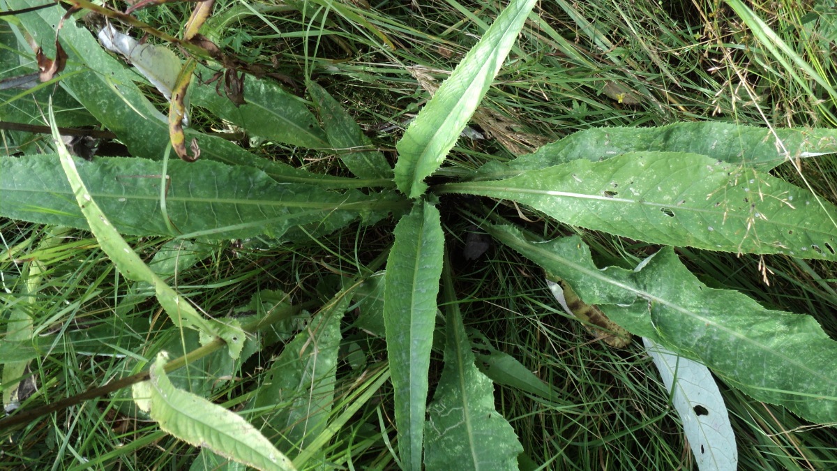 Изображение особи Cirsium heterophyllum.