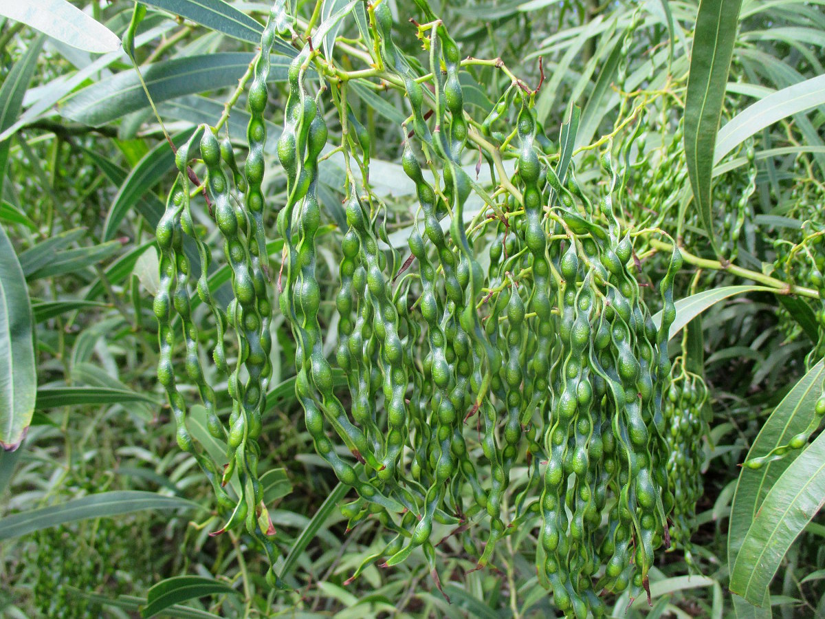 Image of Acacia macradenia specimen.