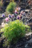 genus Pulsatilla. Цветущее и плодоносящее растение. Магаданская обл., Колымское нагорье, склон сопки близ пос. Ягодное. 30.05.2009.