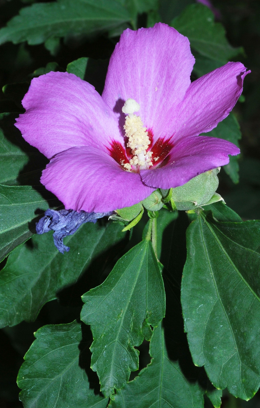 Image of Hibiscus syriacus specimen.