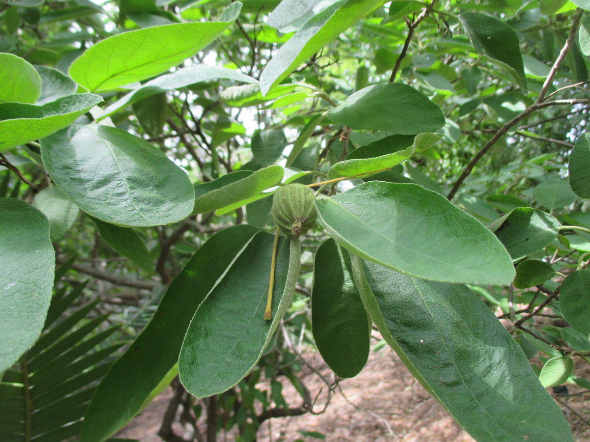 Изображение особи Cordia boissieri.