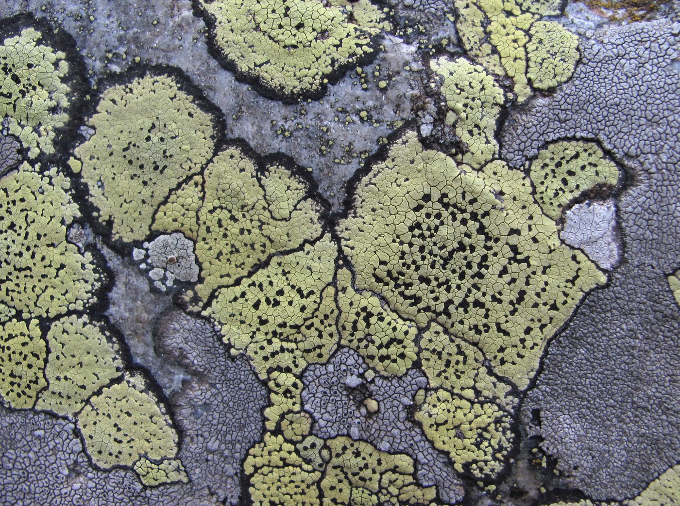 Image of genus Rhizocarpon specimen.