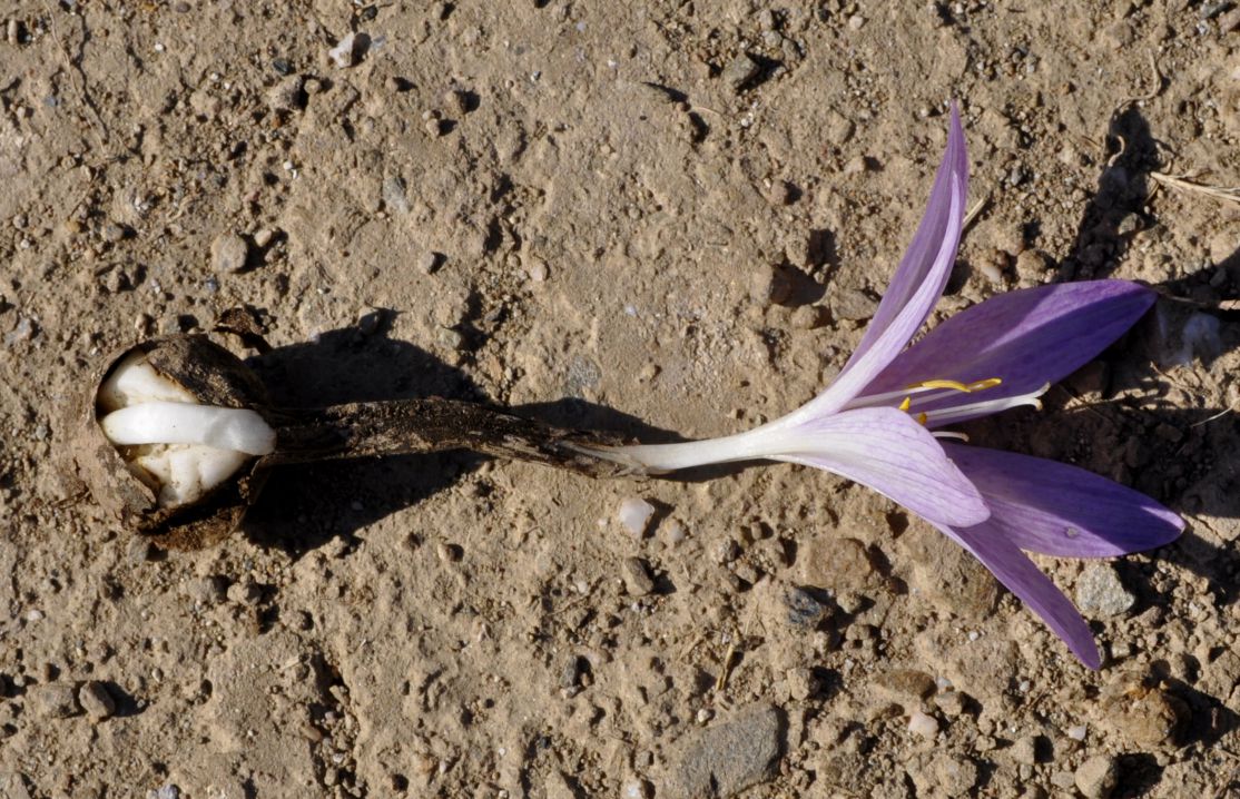 Изображение особи Colchicum chalcedonicum.