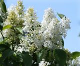 Syringa vulgaris