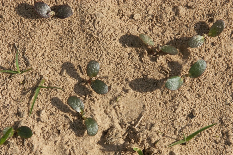 Изображение особи Lupinus polyphyllus.