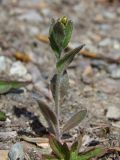 Draba nemorosa. Растение с бутонами. Магаданская обл., Ольский р-н, окр. пгт Ола, на насыпи дамбы. 05.06.2017.