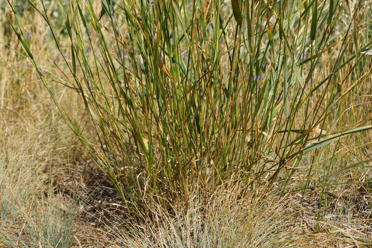 Image of Agropyron pectinatum specimen.