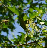 Image of taxon representative. Author is Тамара Риб