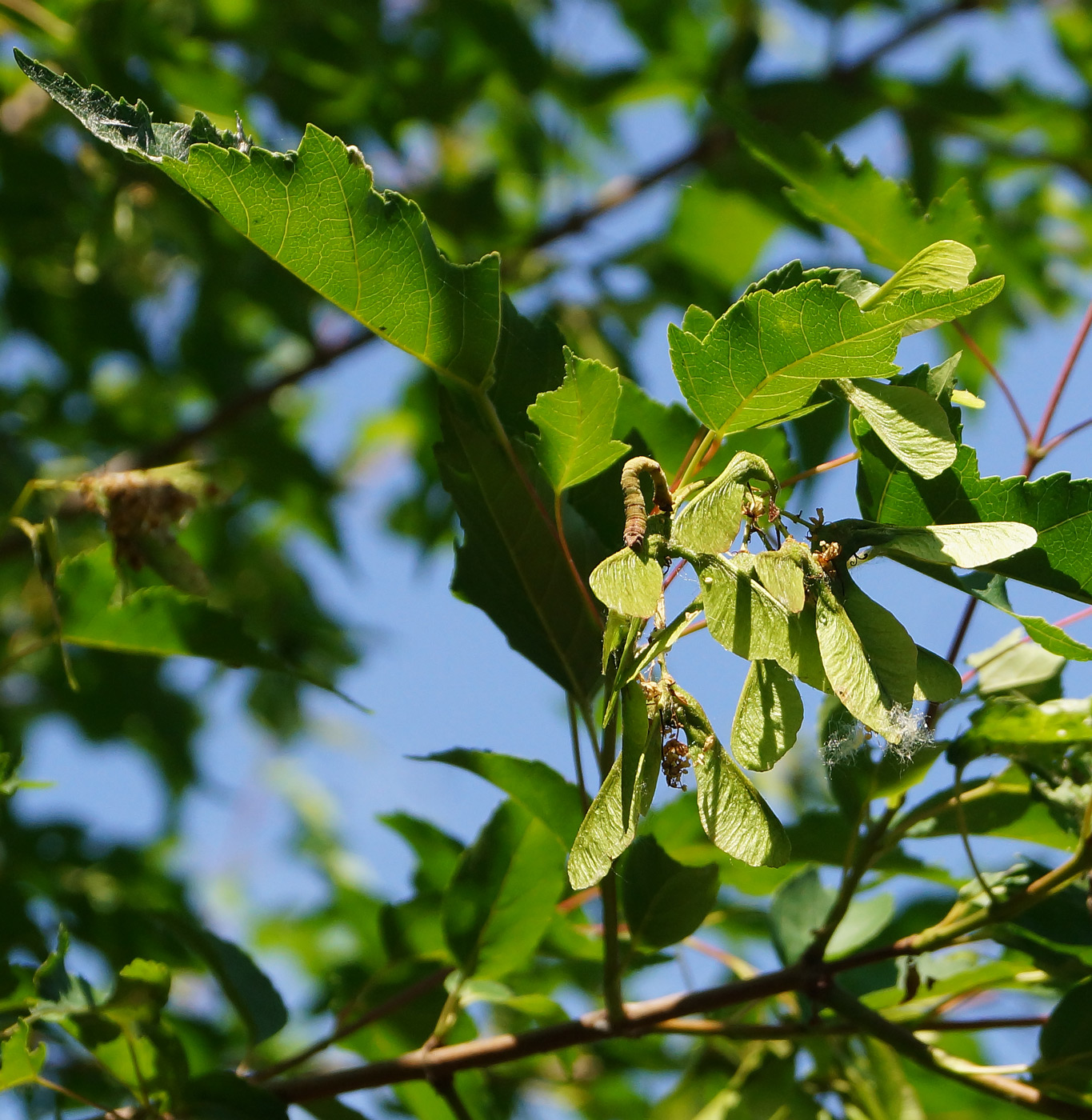 Image of Acer ginnala specimen.