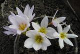 Colchicum szovitsii