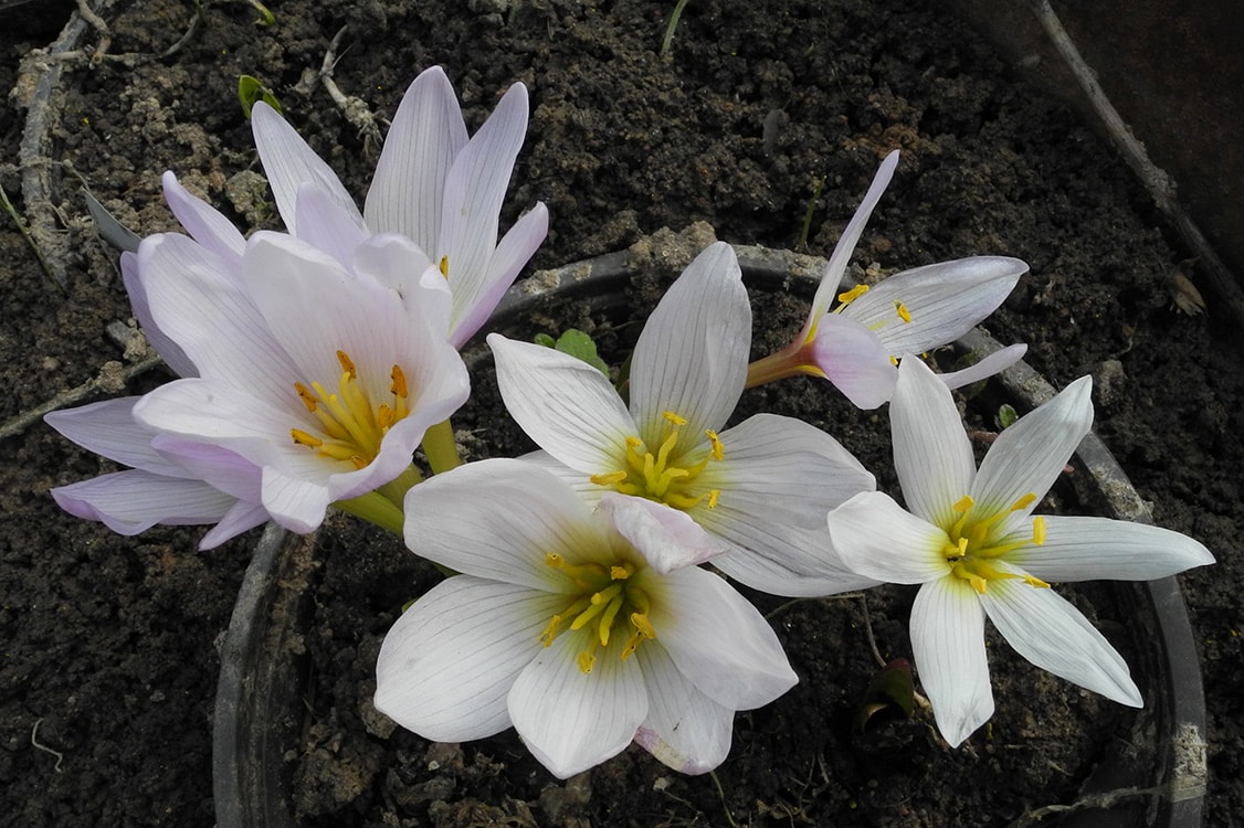 Изображение особи Colchicum szovitsii.