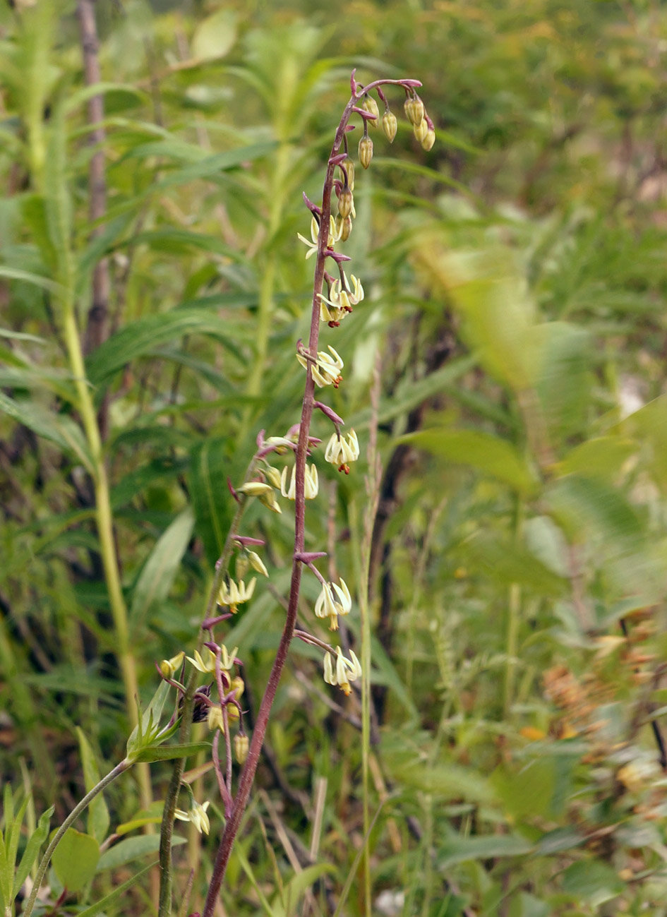 Изображение особи Zigadenus sibiricus.