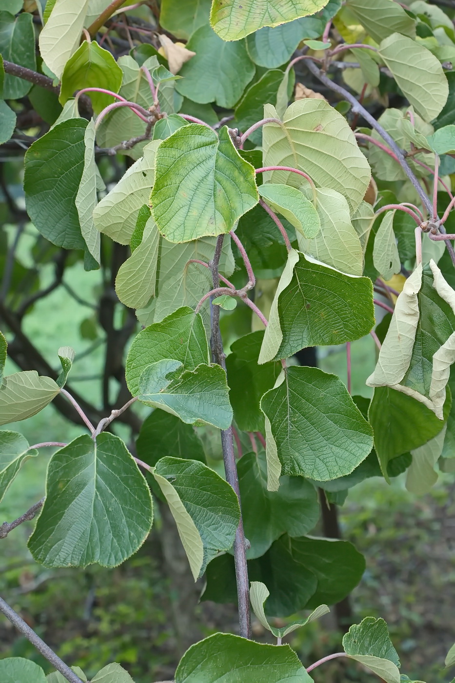 Image of Actinidia chinensis var. deliciosa specimen.